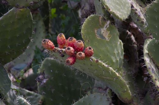 cactus fruits