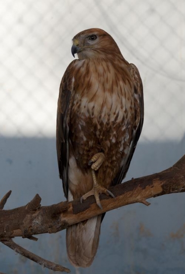hawk in a reserve