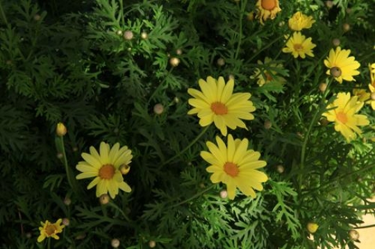 yellow daisies