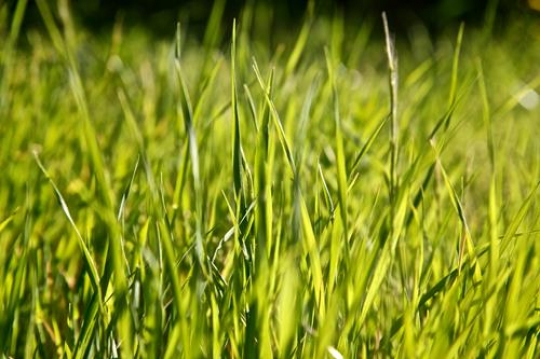 -Grass