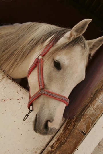 White Horse