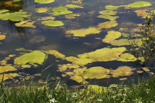 Water pond