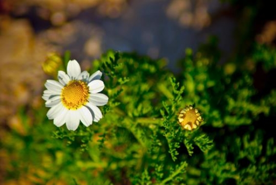 Spring in Jordan