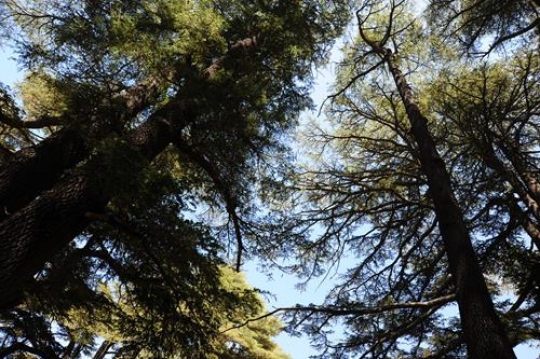 Cedars of Lebanon - Bcharre
