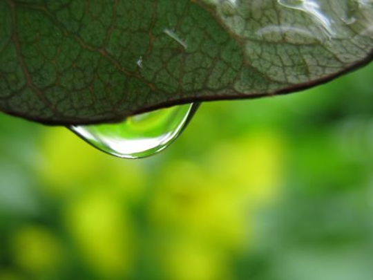 Water Drop