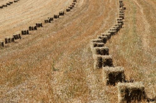 Plains of Wheat