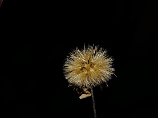 Wishing plant