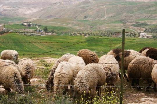 shepherdy