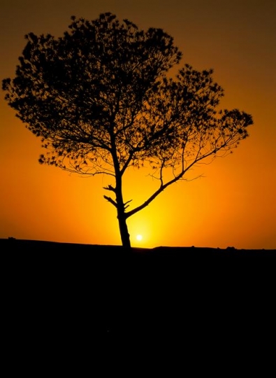 Sunsety