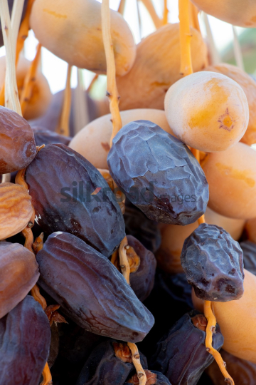 Date Harvest (54)