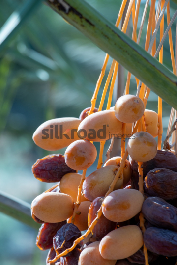 Date Harvest (55)
