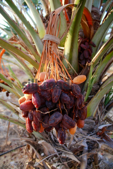 Date Harvest (6)