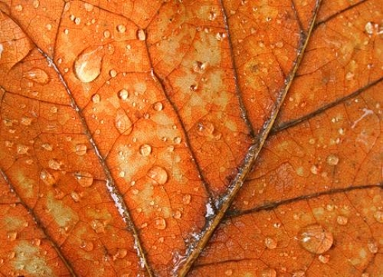 macro on autumn foliage