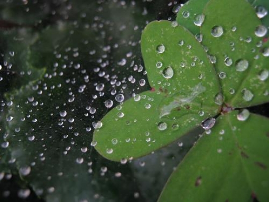 Water drops on plant