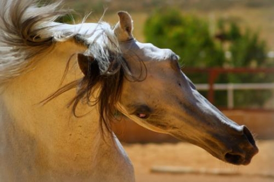 close up detail image of part of a horse