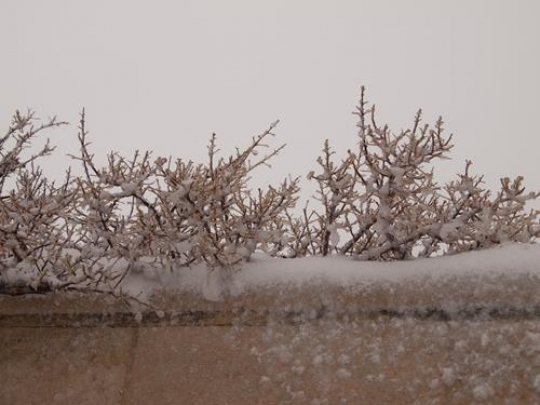 tree with winter snow