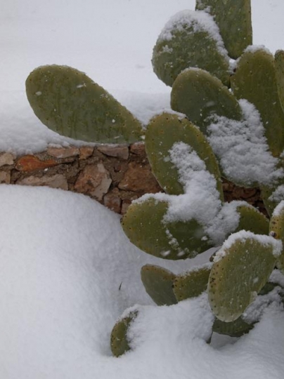 snow cactusy