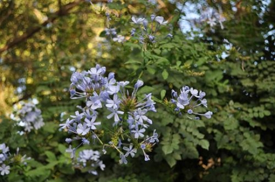 Lilac flowers