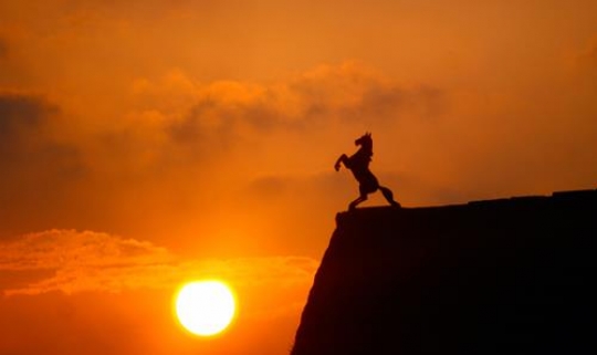 horse in sunset