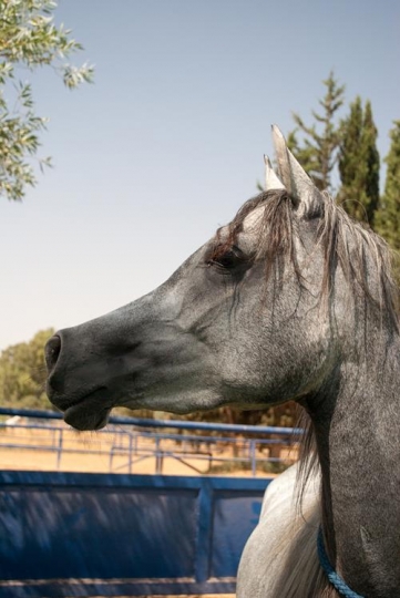 horse at farm