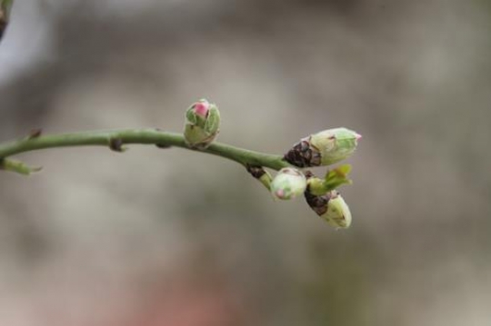 flower bud