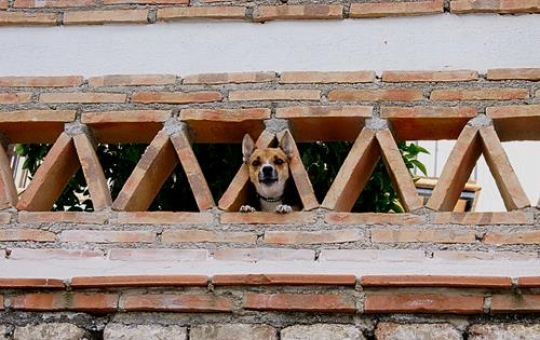 happy dog