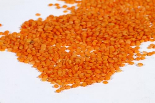 Lentils Grains