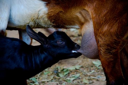 Cattle