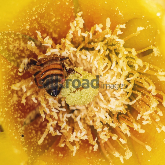 "Close-up of a Bee Pollinating a Yellow Flower