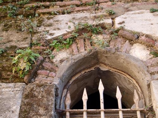 window and vines 3